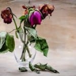 visne-blomster-150x150